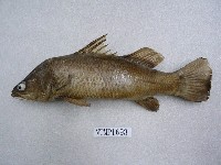 藏品(日本真鱸)的圖片